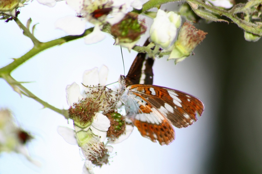 limenitis reducta?